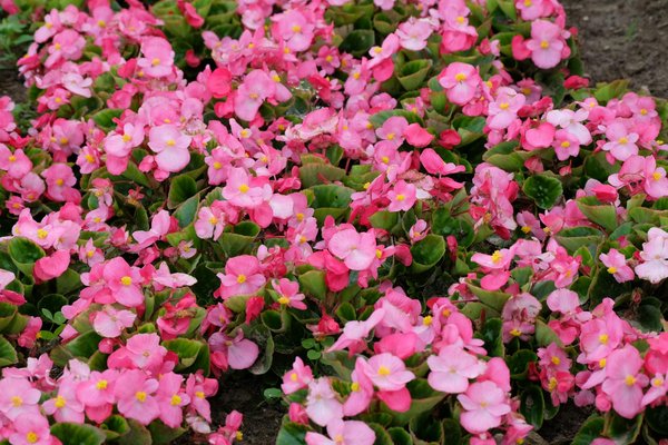 Exceller dans l'Art de l'Emballage pour un Déménagement International Réussi